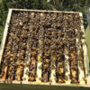 Auswinterungs Bienenvolk