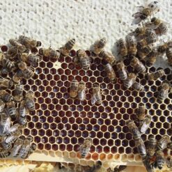 Auswinterungs Bienenvolk