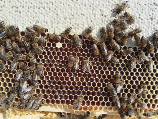 Auswinterungs Bienenvolk